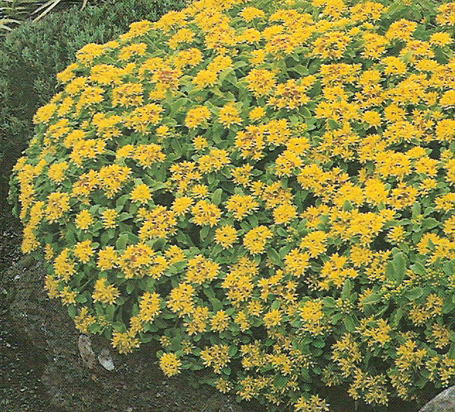 Sedum kamtschaticum